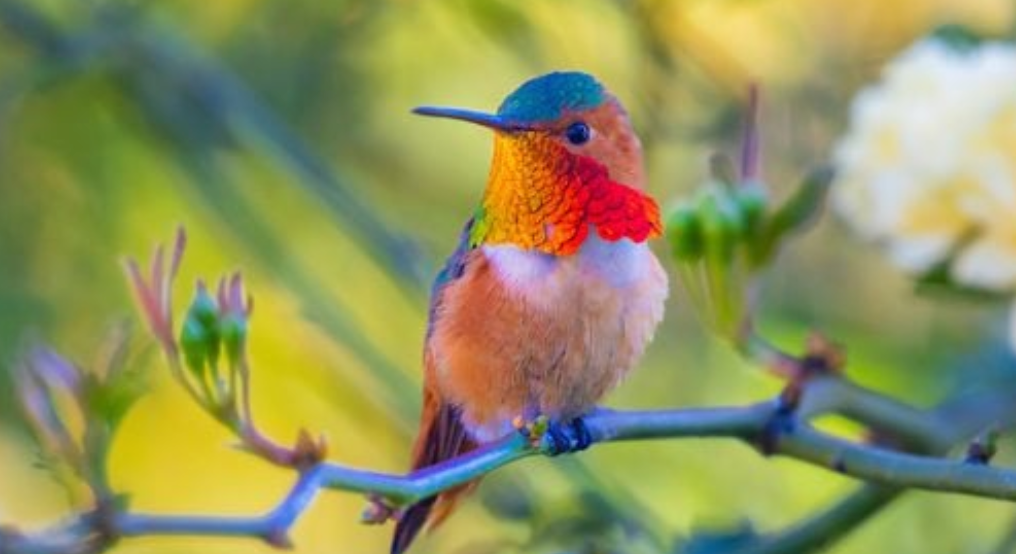Allen's Hummingbird