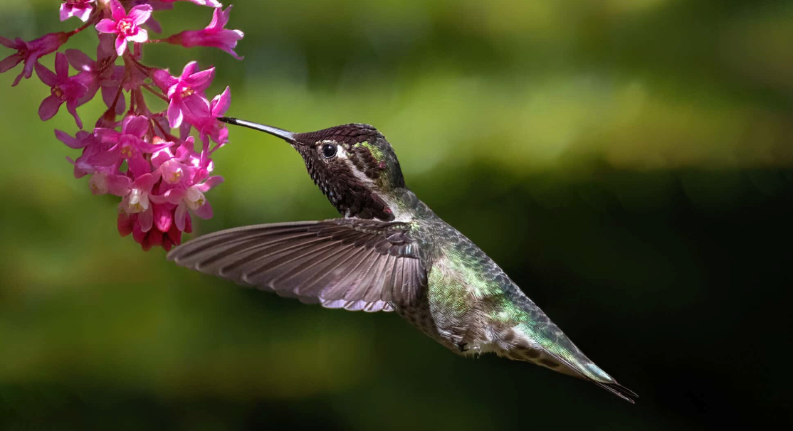 Anna's Hummingbird