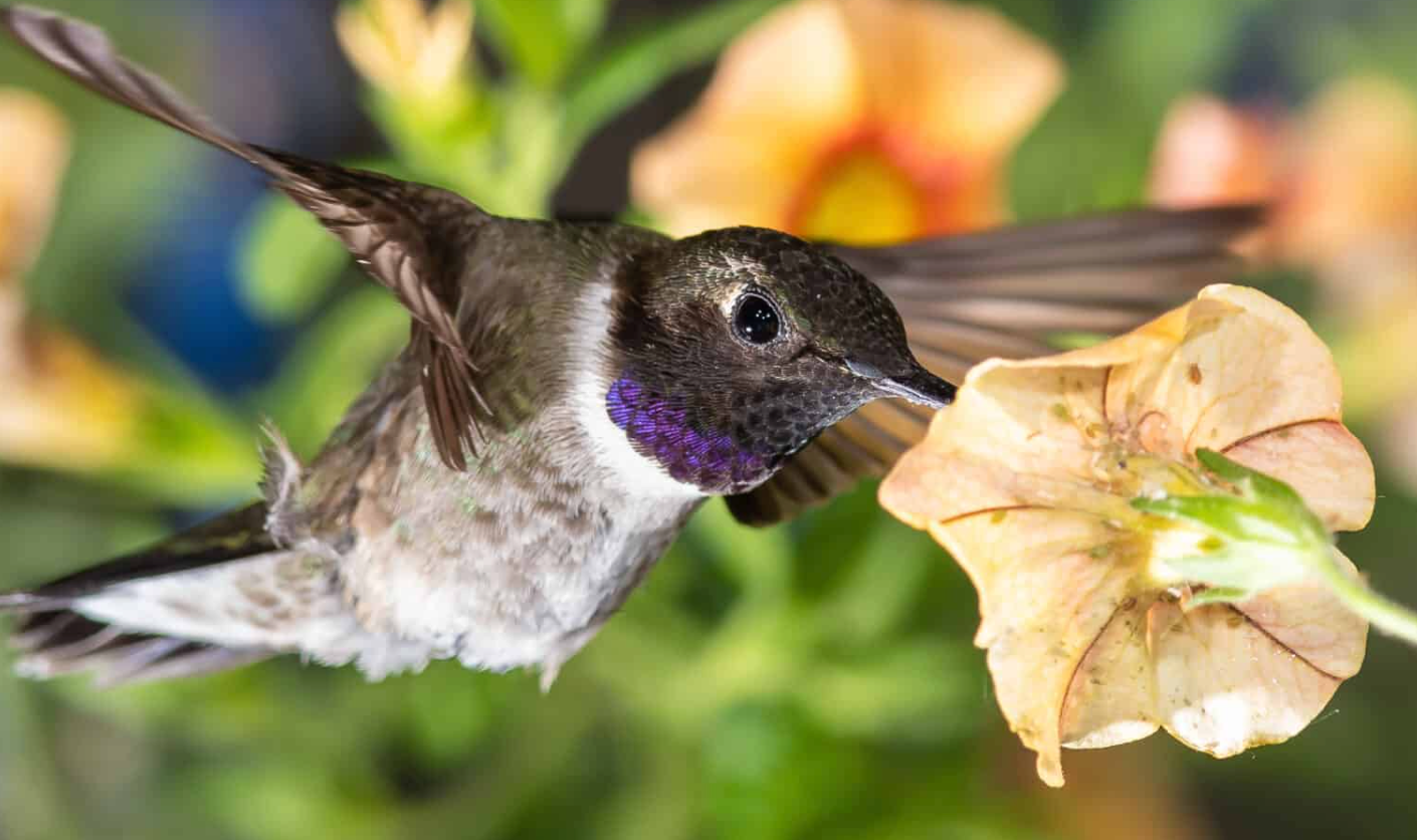Black-chinned Hummingbird