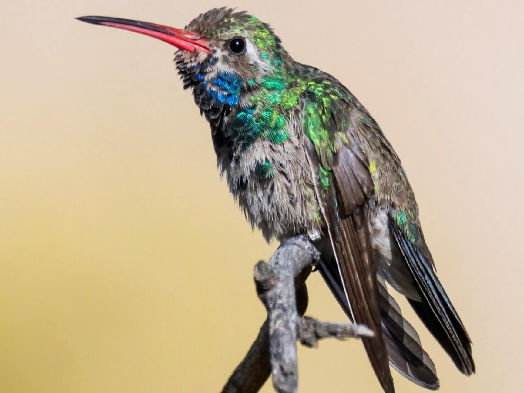 Broad-billed Hummingbird