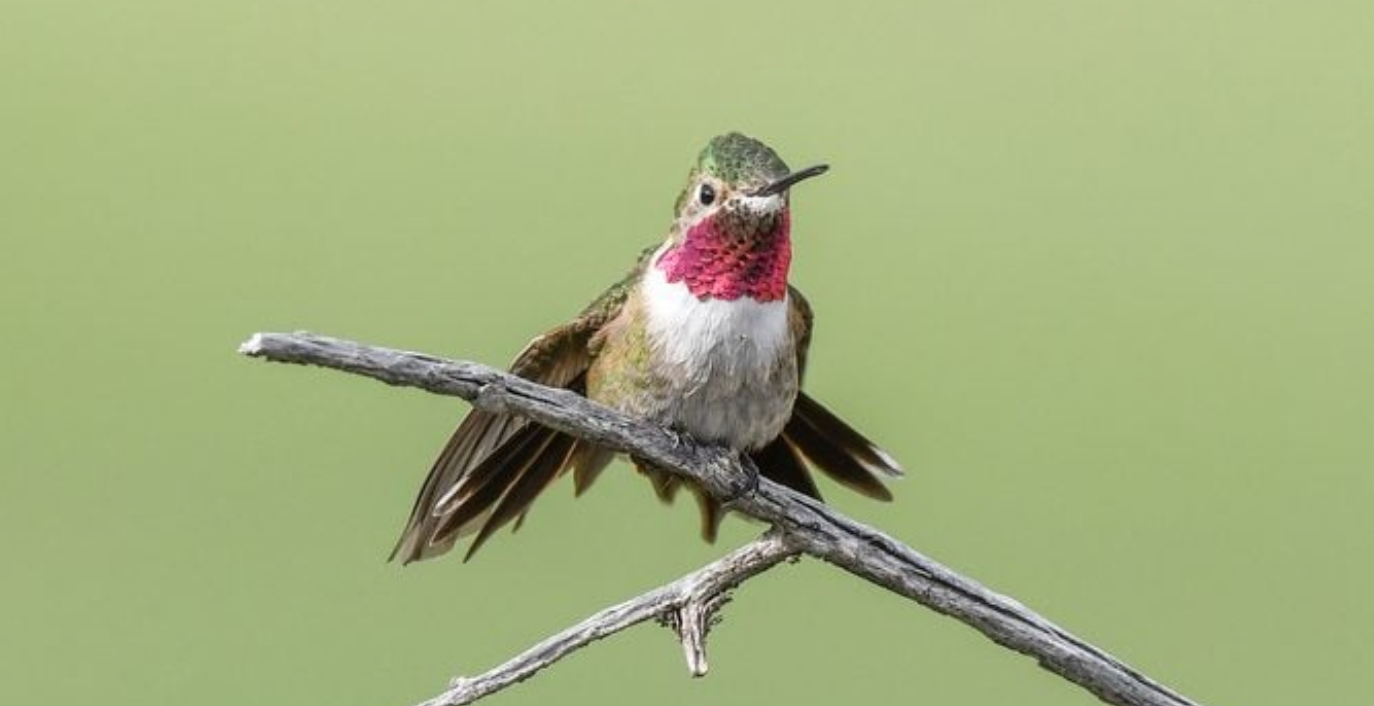 Broad-tailed Hummingbird