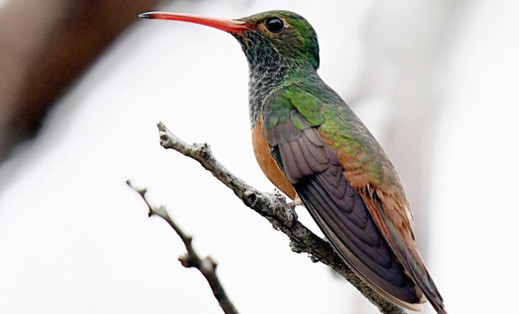 Buff-bellied Hummingbird