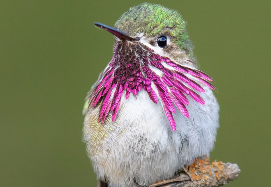 Calliope Hummingbird