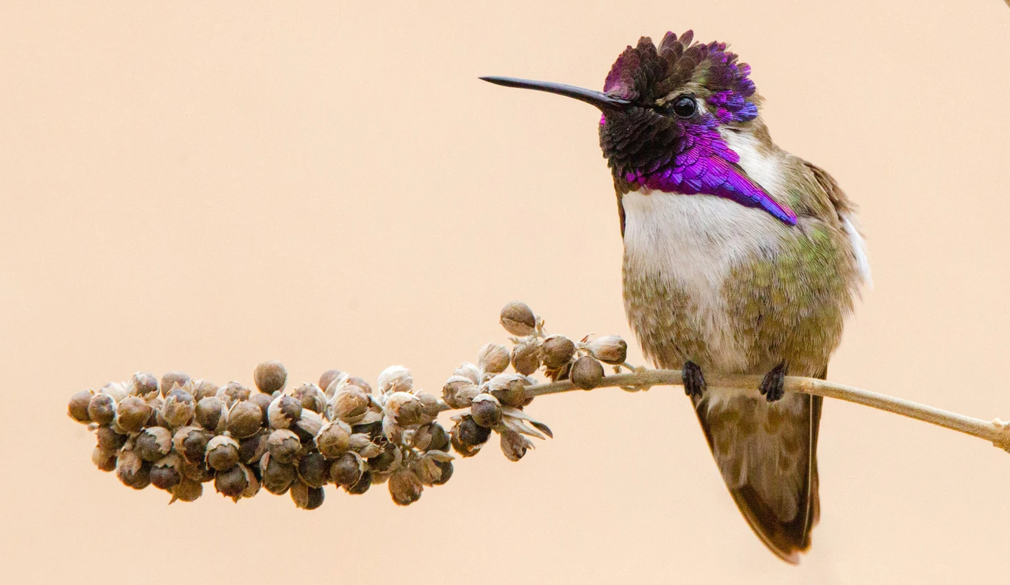 Costa's Hummingbird