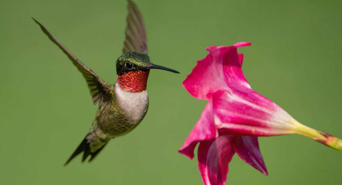 Ruby-throated Hummingbird
