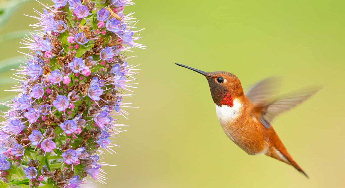 Rufous Hummingbird